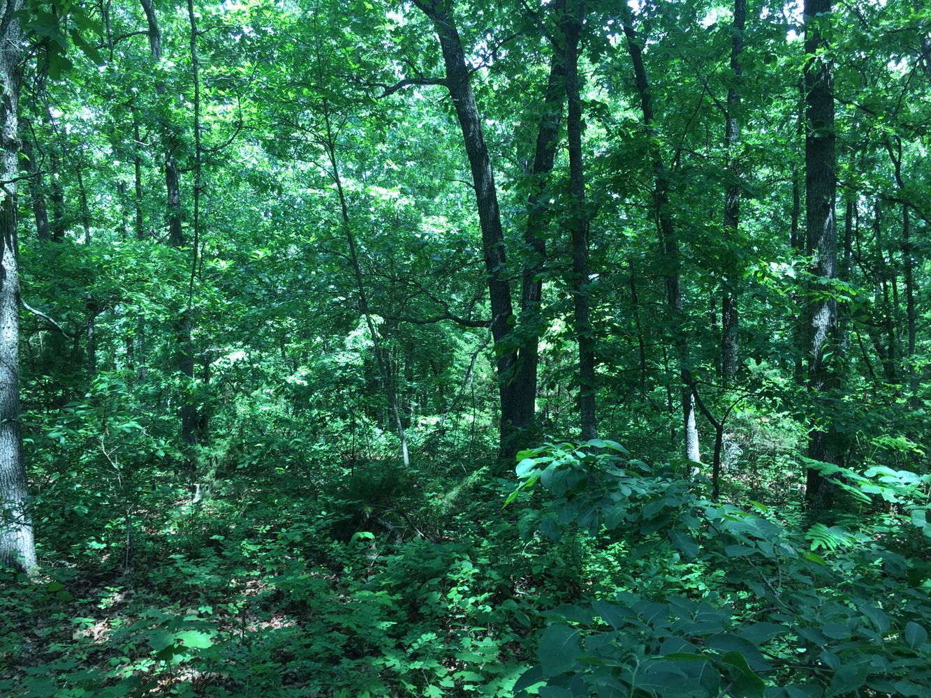 4897 & 4878 Norman Drive, Hartville, MO 65667